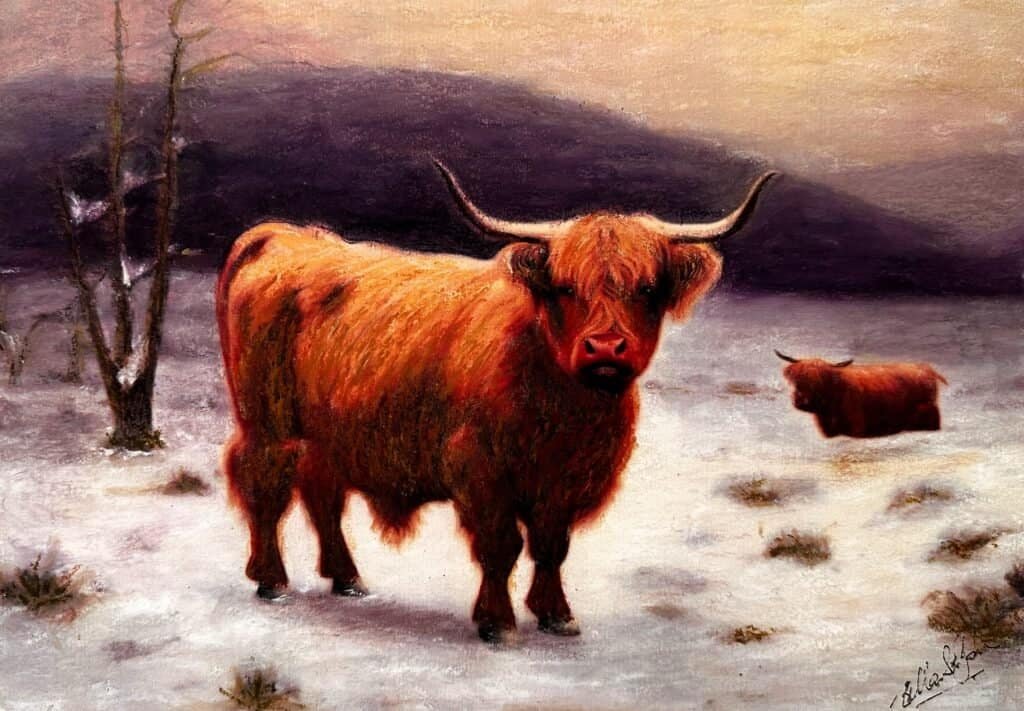 Highland Cattle by Bella St John