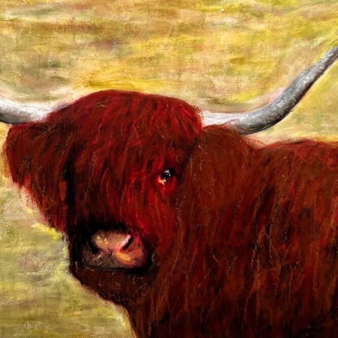 Highland Cow by Bella St John