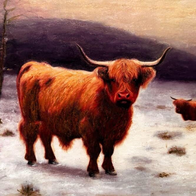 Highland Cattle by Bella St John