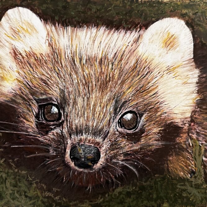Pine Marten by Bella St John