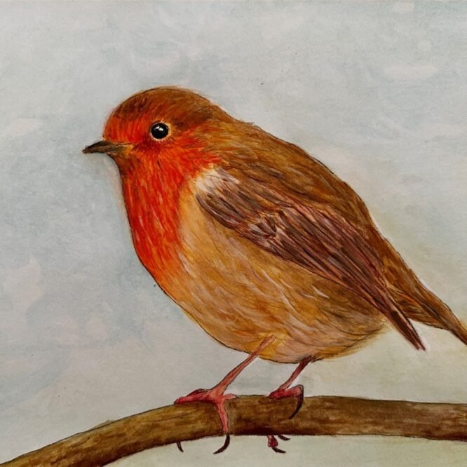 Robin by Bella St John
