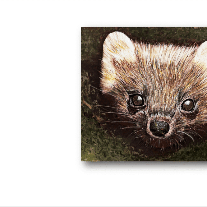 Original Wildlife Portrait - Endangered Pine Marten